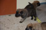 Chiots malinois - Miniature