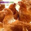 Poules pondeuses - Miniature