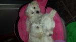   magnifiques chiots de race bichon maltais lof - Miniature