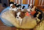 Superbes cavaliers king charles lof - Miniature