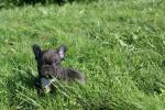 Magnifiques chiots lof bouledogues francais - Miniature