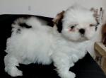 Shih tzu - Miniature