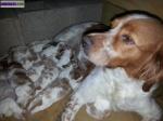 Chiots epagneul breton inscrit lof - Miniature