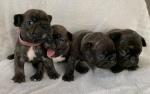 Chiots bouledogue français - Miniature