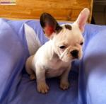 À adopter 3 magnifiques chiots type bouledogue français - Miniature