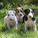 Bull terrier de 04 mois - Miniature