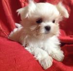 A donner chiot bichon maltais femelle - Miniature