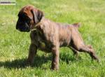 Chiot boxer lof - Miniature