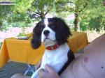 Magnifique cavalier king charles tricolore  pour saillie - Miniature