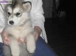 3 chiots malamutes non lof  pure race - Miniature