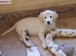 Golden retriever non lof - Miniature