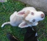Husky siberiens inscrit au lof - Miniature