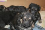 Chiots berger allemand - Miniature
