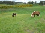 La retraite de votre cheval en lozère - Miniature