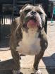 American bully muscletones - Miniature