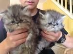 3 chatons persans non loof - Miniature