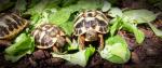 Vds tortues - Miniature