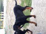 Chiots beauceron - Miniature