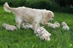 Magnifiques chiots golden retriever pure race, portée de... - Miniature