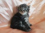 Maine coon - Miniature