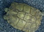 Tortue de terre - Miniature