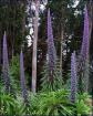 Plants d'echium mauve - Miniature