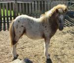 Poney - Miniature