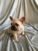 Chiot bouledogue francais - Miniature