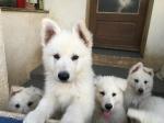 Berger blanc suisse lof - Miniature