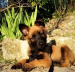 Chiots berger belge malinois à vendre - Miniature