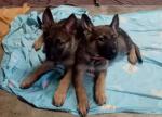 Chiots berger allemand gris - Miniature