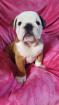 Chiots type bouledogue anglais - Miniature