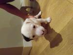 Chiots jack russell - Miniature