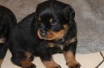 Chiots rottweiller lof - Miniature