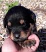 Chiots type rottweiler - Miniature