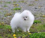 Magnifiques chiots pomeranian teacup non lof - Miniature