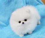 Magnifique chiots spitz /pomeranien - Miniature