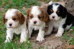Chiots cavaliers king charles à reserver  - Miniature