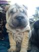 Chiots type sharpei non lof - Miniature