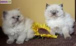 Magnifique chatons type sacree de birmanie a donner - Miniature