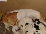 Chiot type jack russell - Miniature