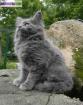 Maine coon - Miniature