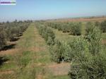 Terrains 5hectares+villa - Miniature